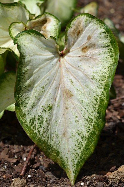 Caladium 'White Dynasty' Leaf