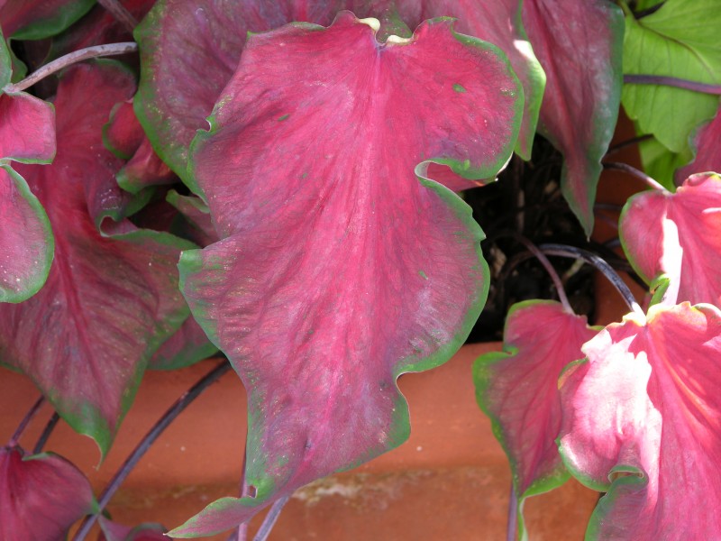 Caladium bicolor 'Florida Red Ruffles' Leaves 3264px