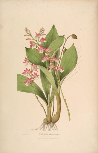 Calanthe brevicornu - Sertum - Lindley pl. 9 (1838)