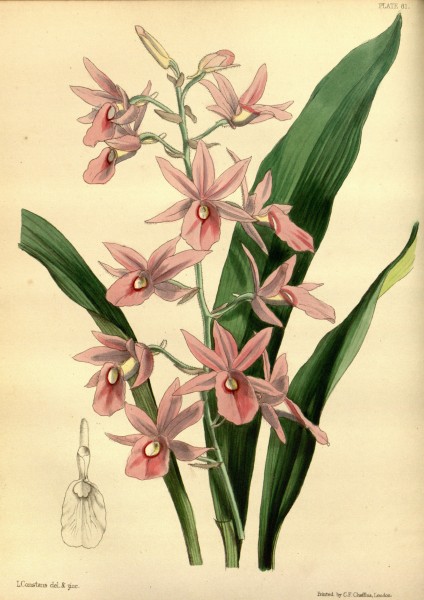 Calanthe rosea (as Limatodis rosea, spelled Limatodes rosea) - Paxton's Flower Garden vol. 3 pl. 81 (1853)