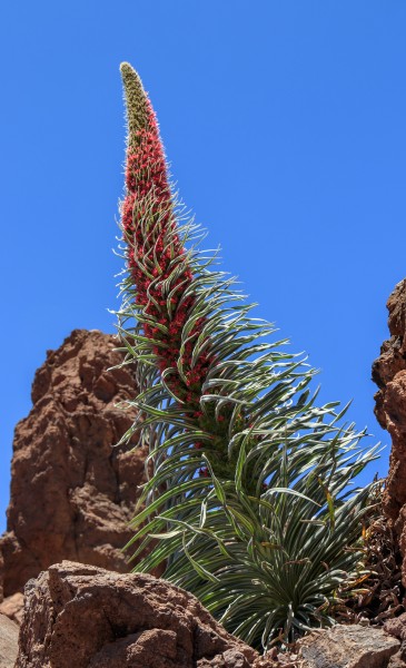 Caldera de las Cañadas - Echium wildpretii - 03