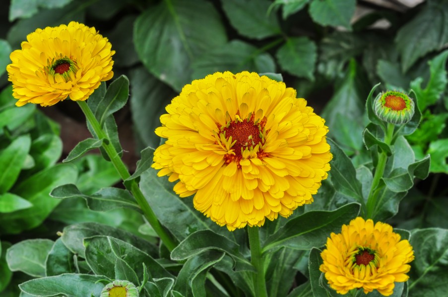 Calendula officinalis 03012015 (1)