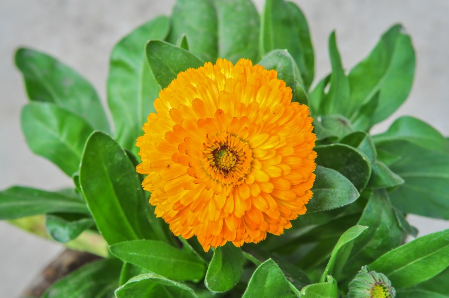 Calendula officinalis 31122014 (1)