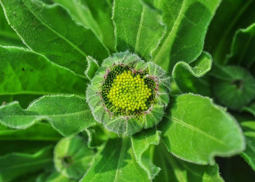 Calendula officinalis flowerbud 22122014 (2)