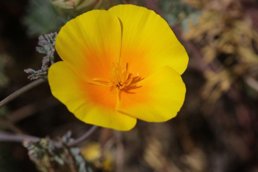 California Poppy - Eschscholzia californica - panoramio (3)