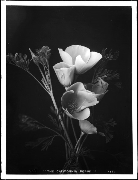 California poppy (Eschscholtzia California) specimen, ca.1920 (CHS-1394)