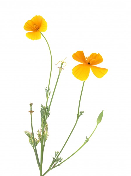 California Poppy Scanograph