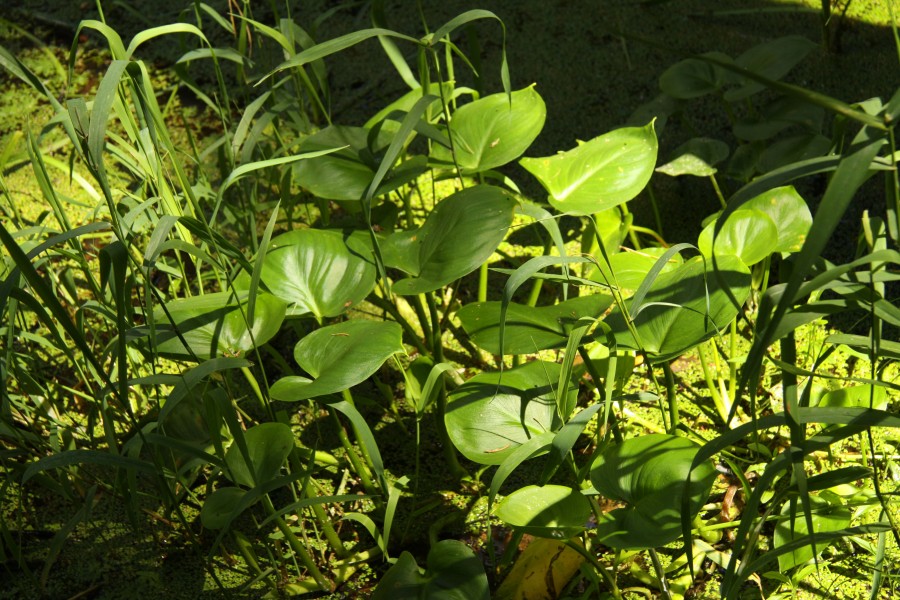 Calla palustris in natural monument Stribrna Hut in summer 2011 (3)
