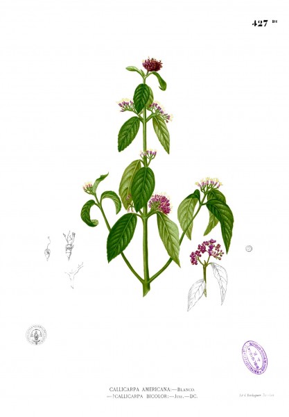 Callicarpa formosana Blanco2.427b