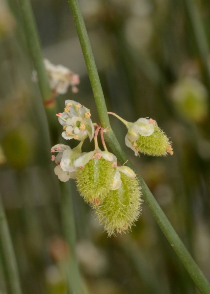 Calligonum comosum flower and fruits 1