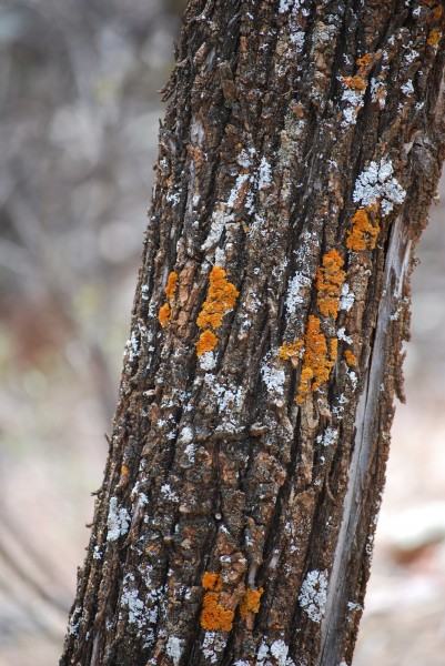 Callitris columellaris bark with lichen