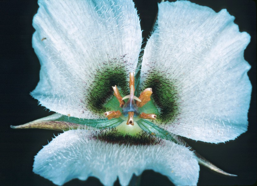 Calochortus howellii (Howell's mariposa lily) (33171541356)