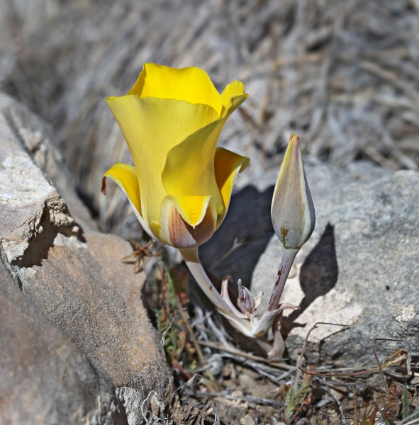 Calochortus kennedyi var. munzii (desert mariposa lily) (33085146321)