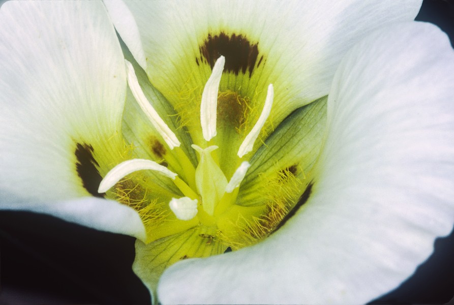 Calochortus syntrophus (Callahan's mariposa lily) (33451823666)
