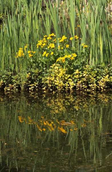 Caltha palustris - Heidelberg
