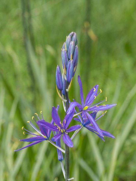 Camassia leichtlinii 'Caerulea'. Locatie Hortus Haren 02