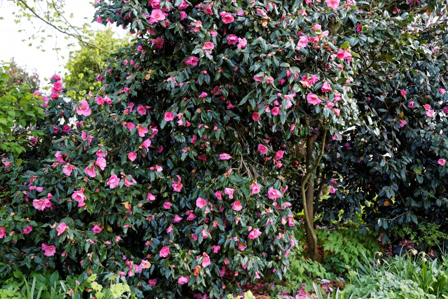Camellia 'November Pink' at RHS Garden Hyde Hall, Essex, England 01