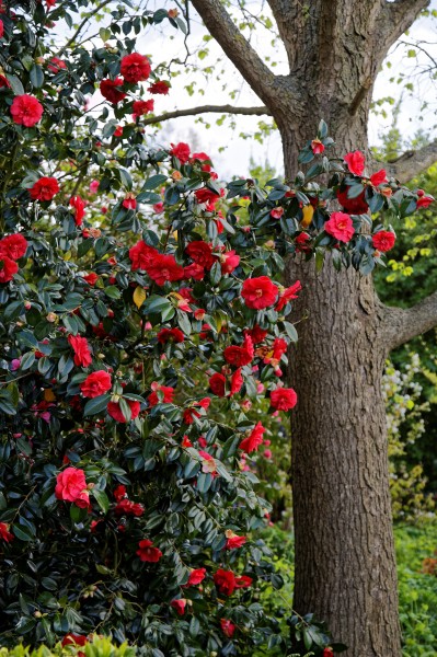 Camellia japonica 'Rubescens Major' at RHS Garden Hyde Hall, Essex, England 04
