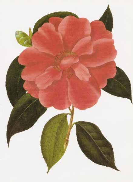 Camellia reticulata RHS