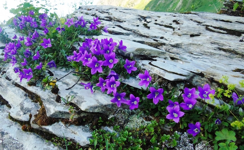 Campanula in mountains