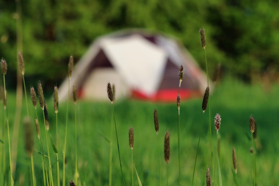 Camping tent grass