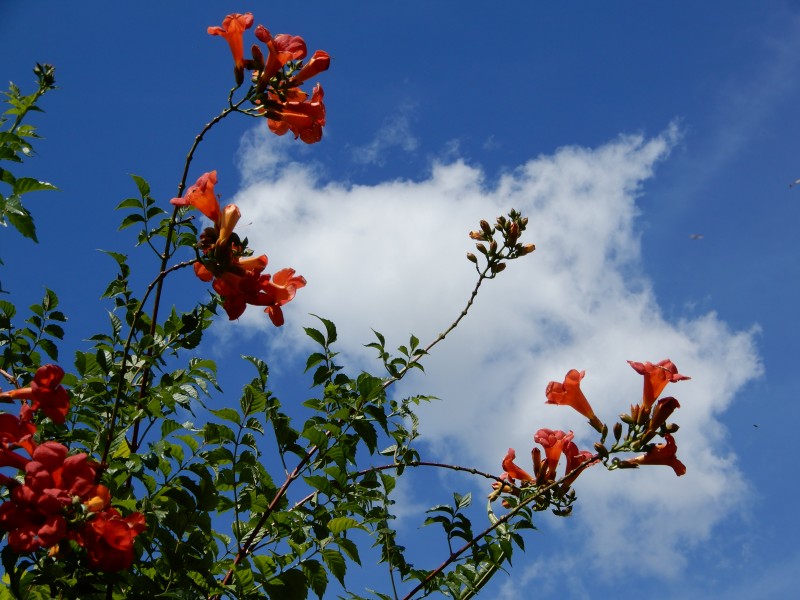 Campsis grandiflora, 3