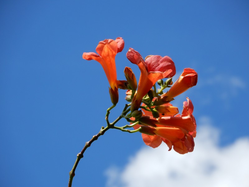 Campsis grandiflora, 4