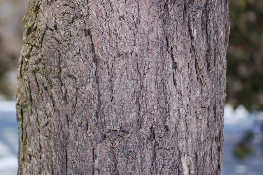 Canada Hemlock Tsuga canadensis Trunk 3008px