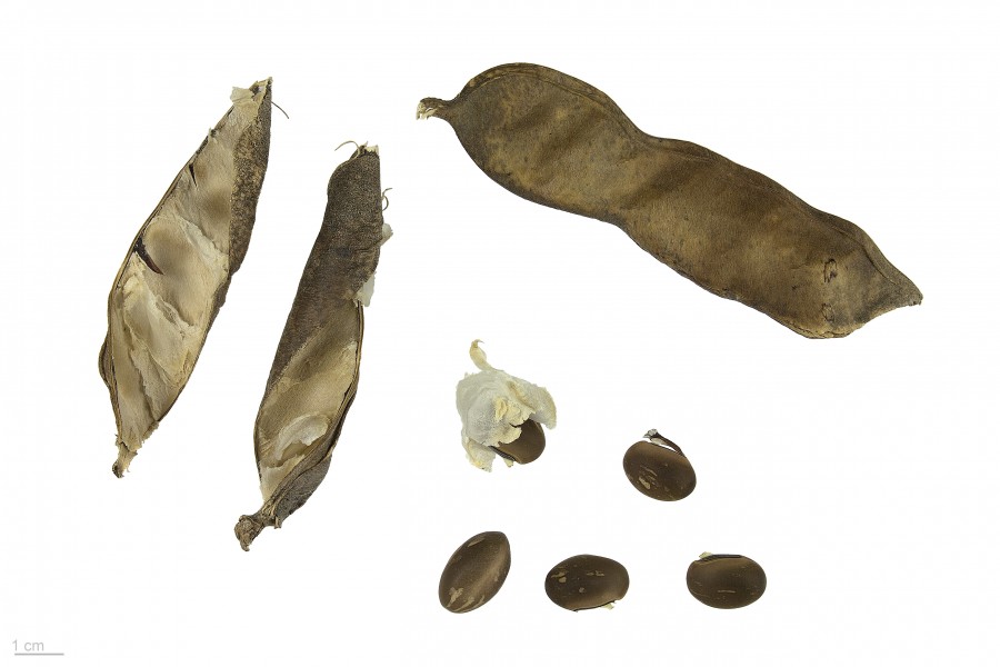 Canavalia rosea MHNT.BOT.2016.24.55