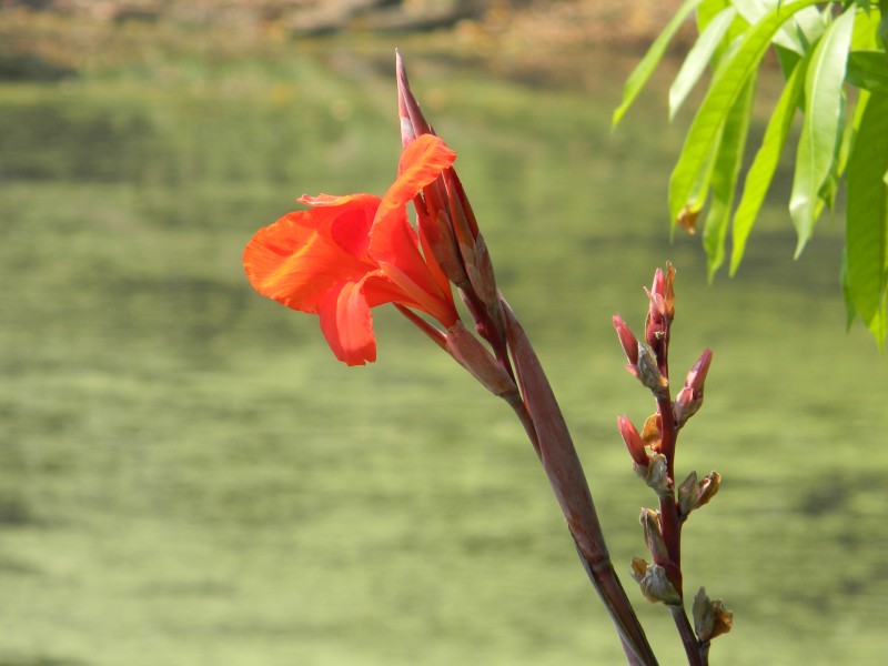 Canna - Howrah 2011-03-20 2095