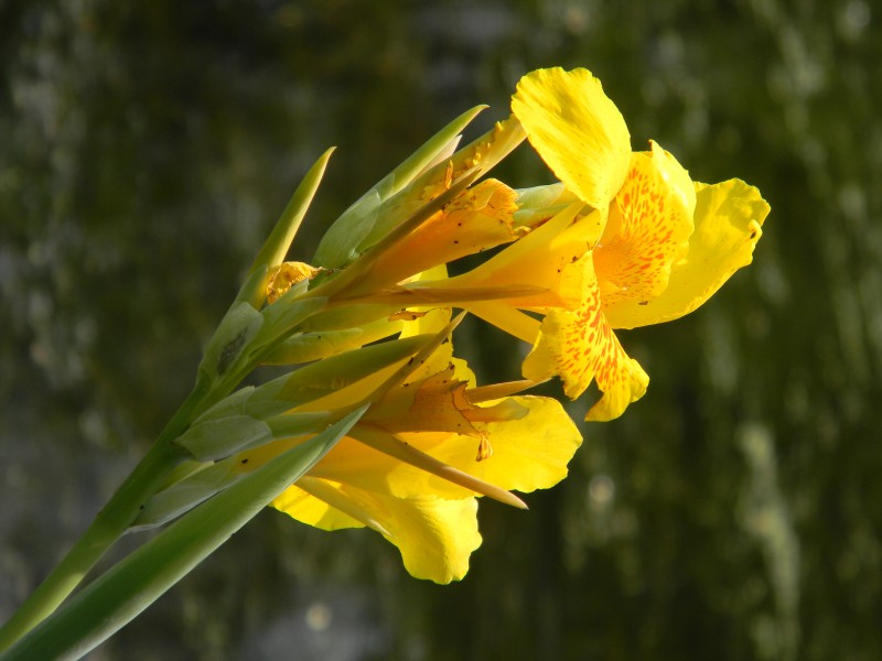Canna - Howrah 2011-03-20 2102