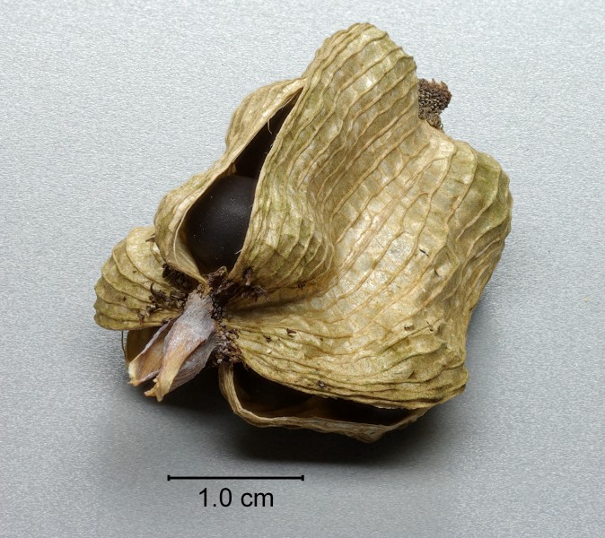 Canna BW 2013-01-20 13-52-17