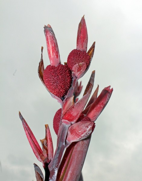 Canna plant's ripe fruits at Rajbiraj, Saptari, Nepal