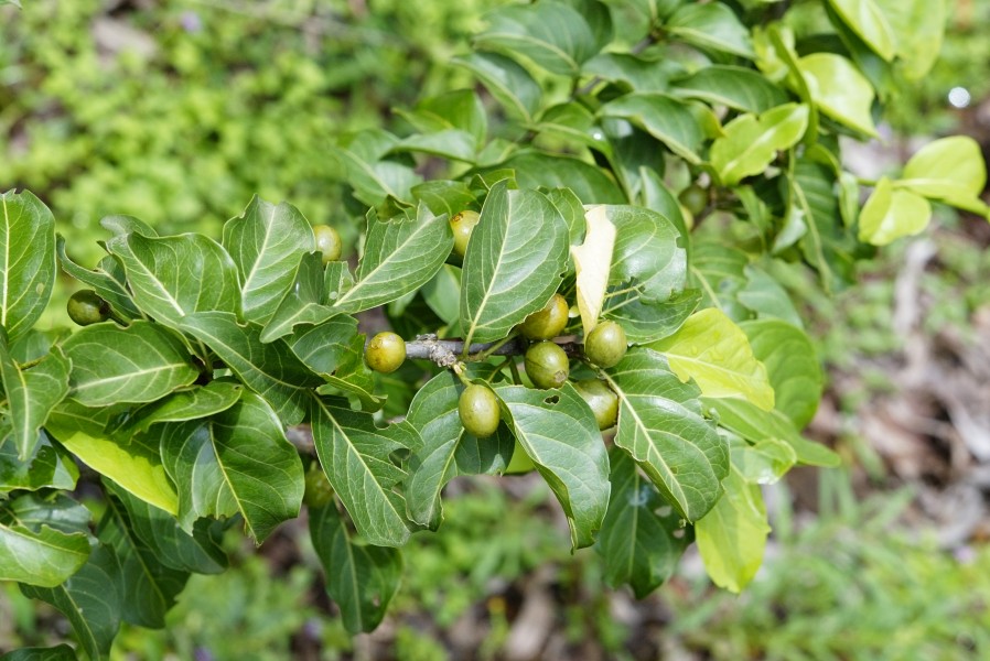Canthium coromandelicum1437