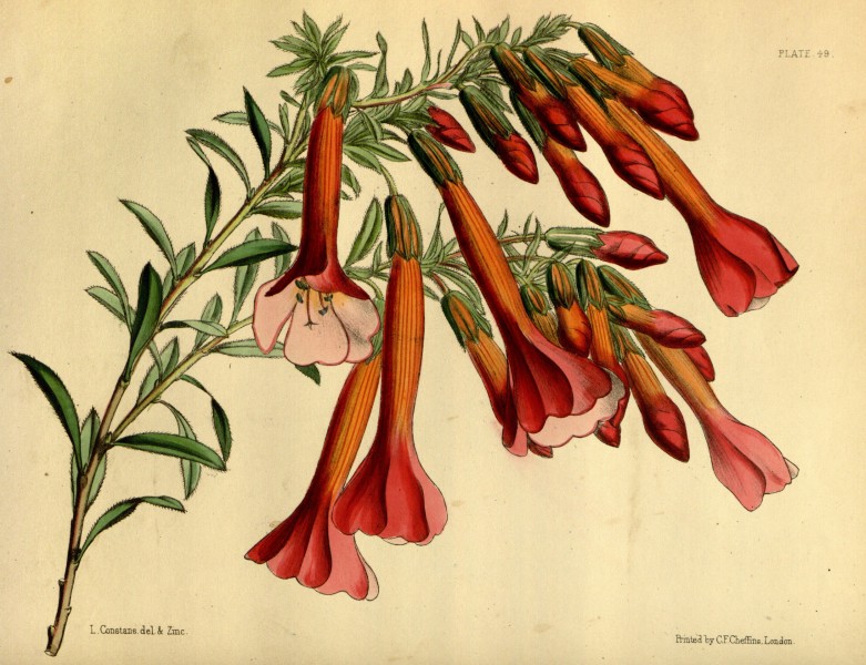 Cantua buxifolia Paxton 049