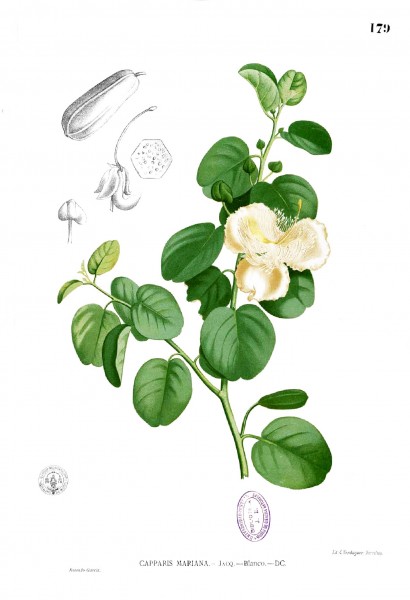 Capparis spinosa Blanco1.179