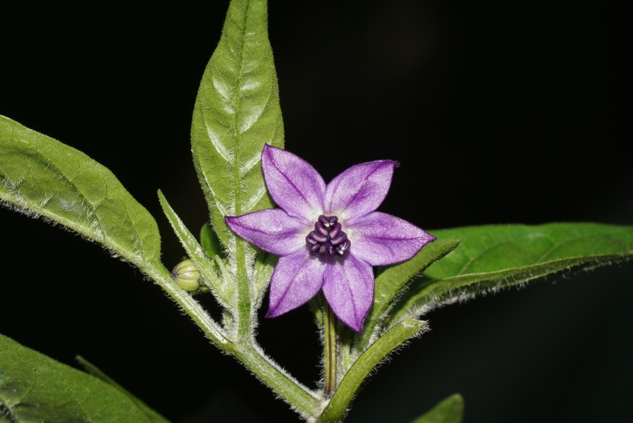 Capsicum annuum 'Black Pearl' 03039