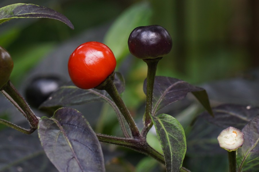 Capsicum annuum 'Black Pearl' 09287