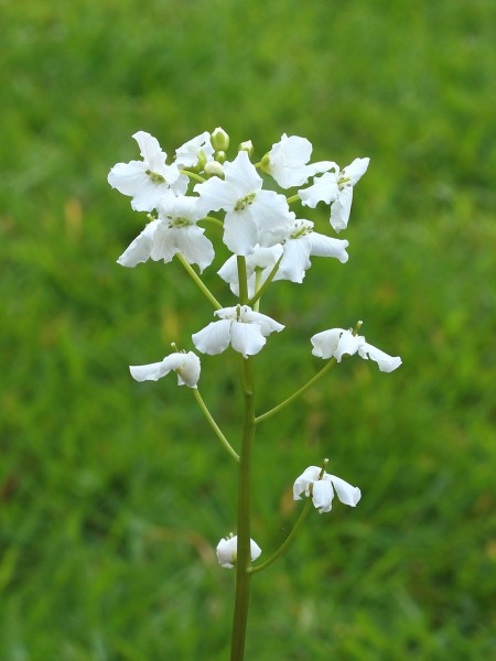 Cardamine trifolia. Waardevolle wintergroene bodembedekker 02