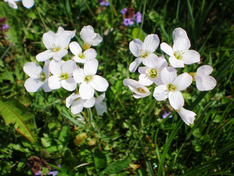 CardamineAmara01