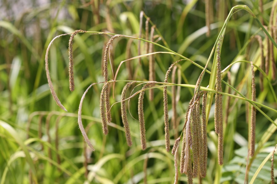 Carex pendula inflorescens (72)