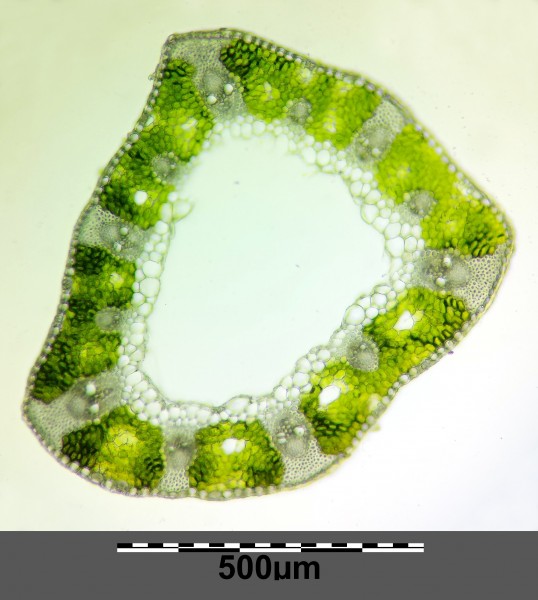 Carex praecox sl11