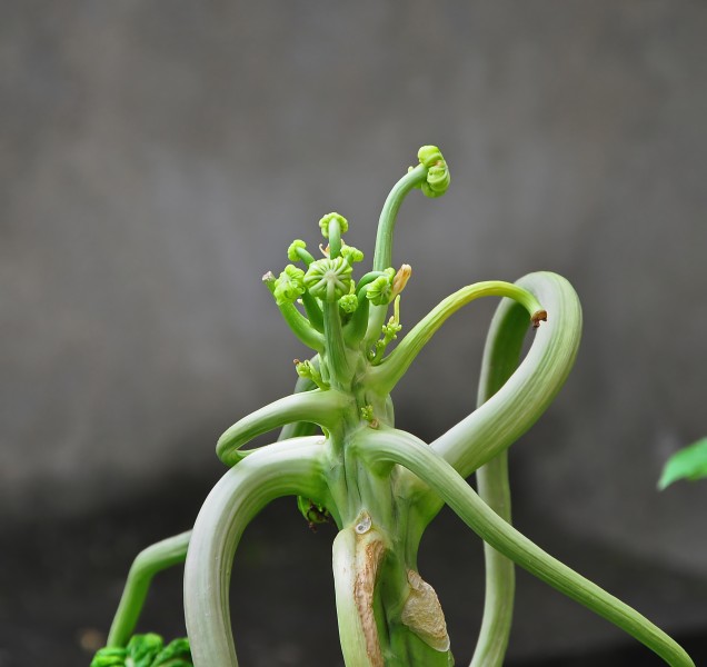 Carica papaya young leaf 23 08 2012