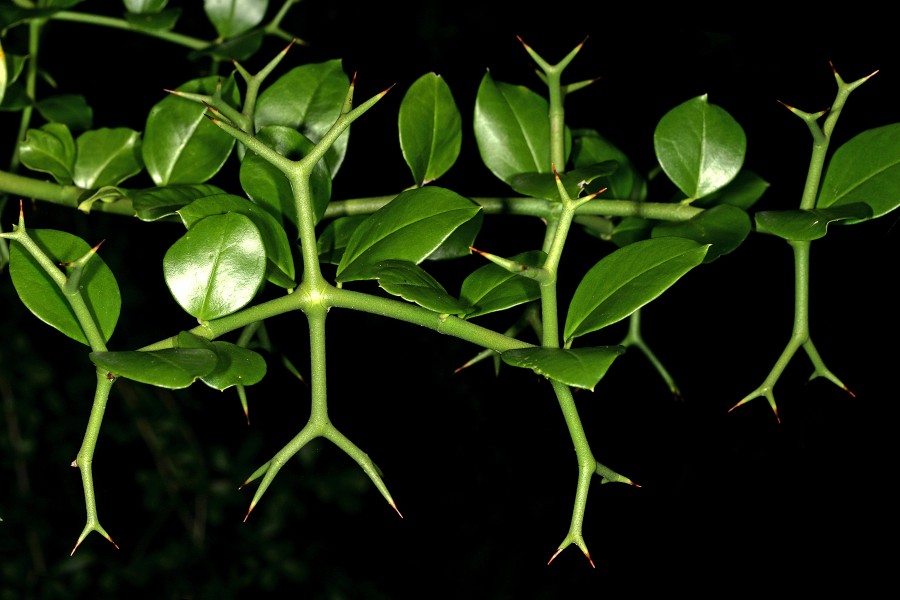 Carissa macrocarpa 1DS-II 0453