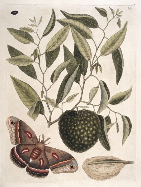 Carolina moth with fruit resembling custard apple, 1731 Wellcome L0035350