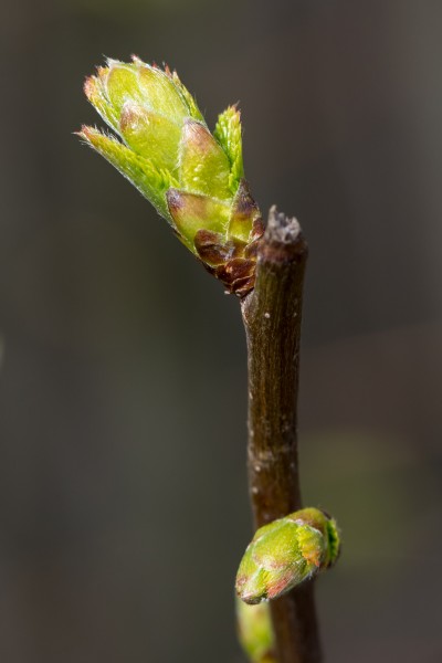 Carpinus betulus Knospe 20160403