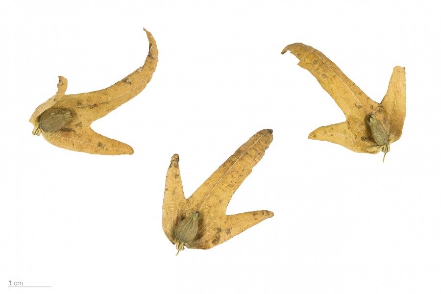 Carpinus betulus MHNT.BOT.2004.0.494