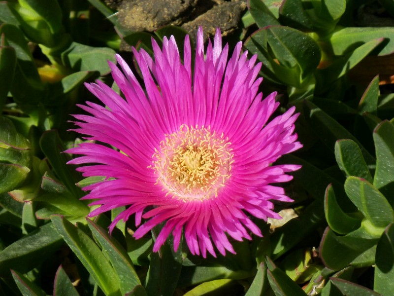 Carpobrotus edulis 1530669