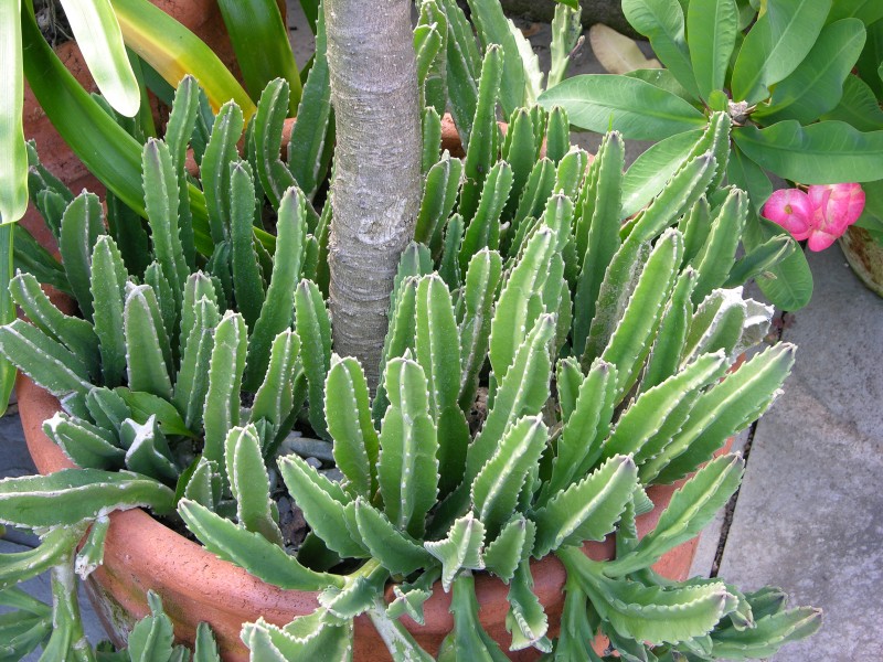 Carrion Plant Stapelia gigantea Pot 3264px