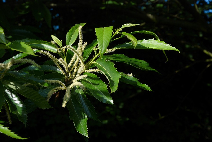 Castanea sativa A